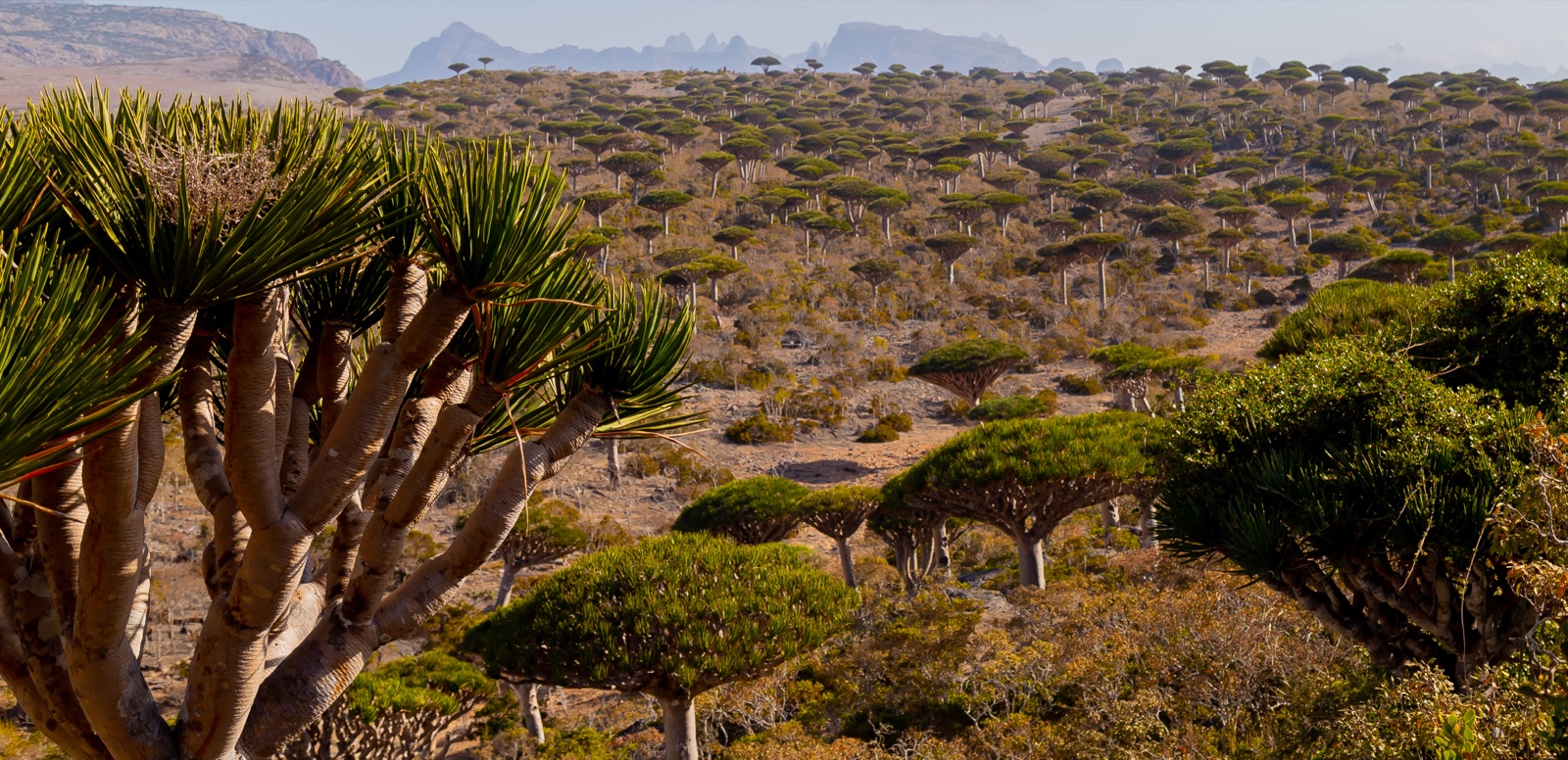 Dragon's blood tree forest, Socotra