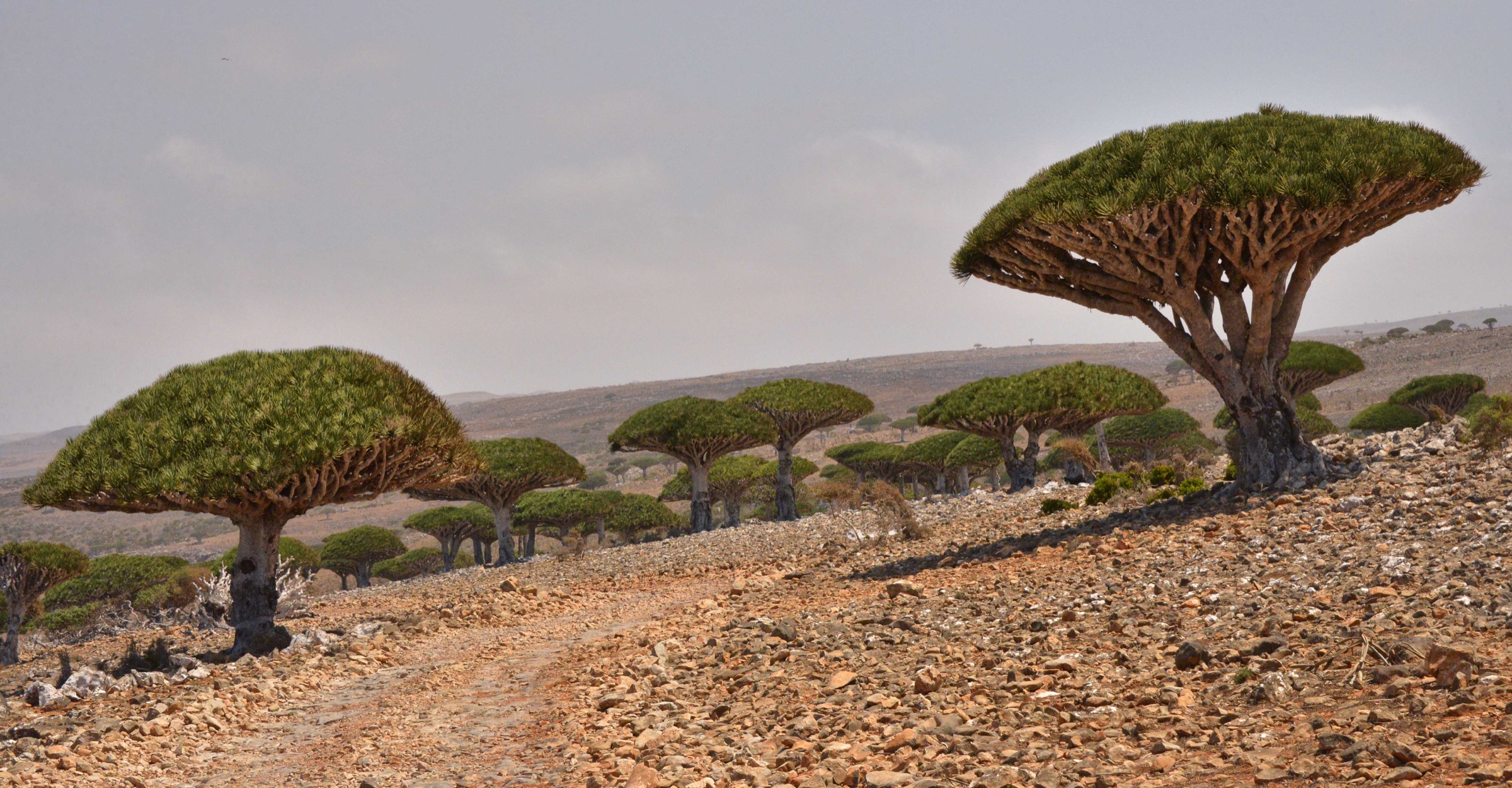 Dragon's blood trees on the Diksam Plateau, Socotra, Yemen