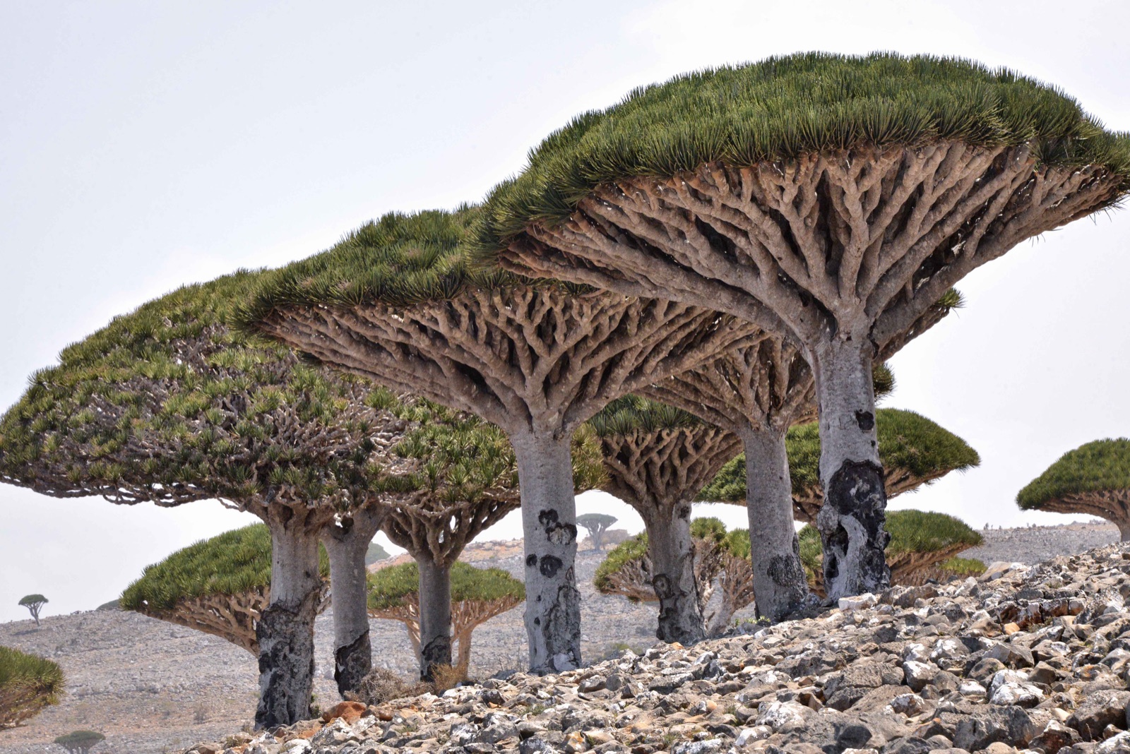 A lone dragon's blood tree on Socotra